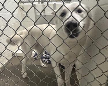 ELVIS, Siberian Husky / Great Pyrenees, adult, available for adoption