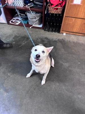 Marge, Alaskan Husky Mix, adult, available for adoption