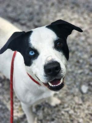 Blitzen, Terrier Mix, young, available for adoption