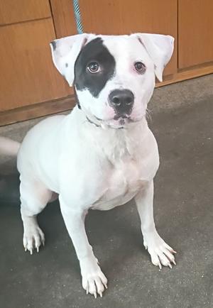 Anton Ego, Terrier Mix, adult, available for adoption