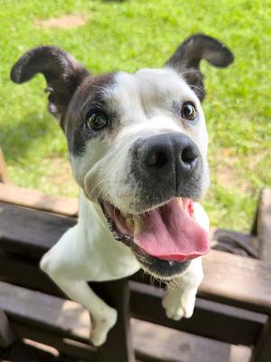 Gill, Terrier Mix, available for adoption