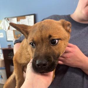 Lilo, Chow Chow Mix, puppy, available for adoption