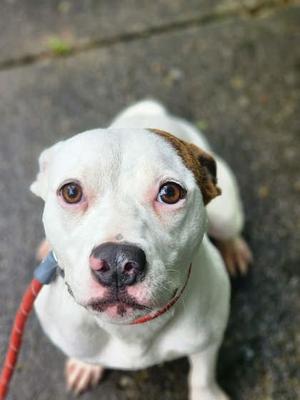 Ellie, Terrier Mix, adult, available for adoption