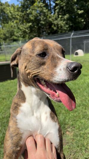 Cupid, Terrier Mix, adult, available for adoption