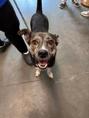 Doc Hudson, Mixed Breed, adult, available for adoption
