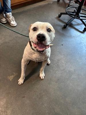 A light-colored dog with a black nose and floppy ears is sitting on a concrete floor, looking up with its mouth open and tongue out. The dog is wearing a collar and is attached to a leash. In the background, there is a person's legs and feet, and a black office chair.