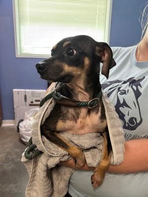 Carmela Largo, Miniature Pinscher Mix, adult, available for adoption