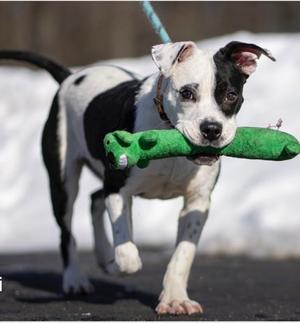 Khalessi, Terrier Mix, young, available for adoption