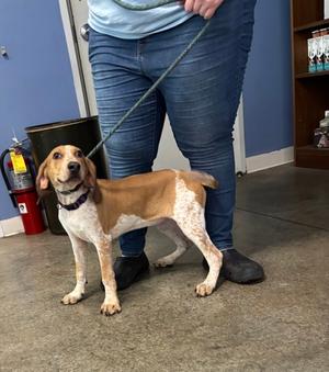 Mei Mei, Hound Mix, available for adoption