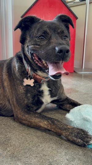 Flora, Treeing Cur Mix, adult, available for adoption