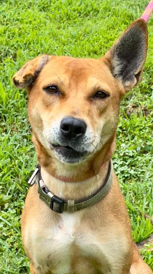 Gigi, Mixed Breed, adult, available for adoption