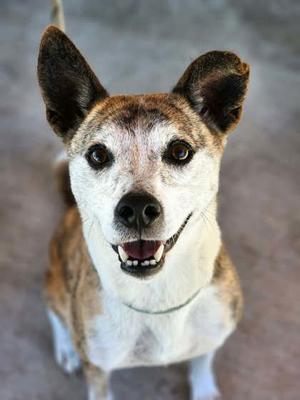 Juliet, Beagle, senior, available for adoption