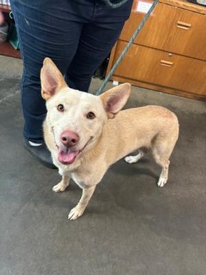 Nero, Mixed Breed, adult, available for adoption