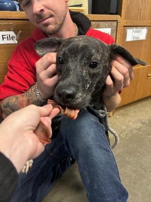 Dolly, Terrier Mix, young, available for adoption