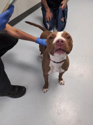 Amestria, Mixed Breed, young, available for adoption