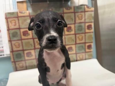 Cicada, Mixed Breed, puppy, available for adoption