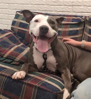 Katana, Mixed Breed, adult, available for adoption
