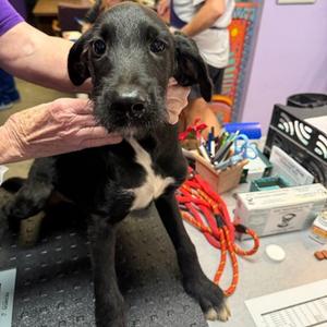 Ash, Mixed Breed, puppy, available for adoption