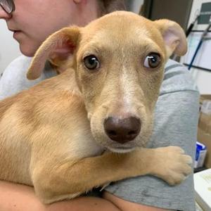 Leonard, Mixed Breed, puppy, available for adoption