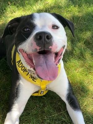 Oreo, Mixed Breed, young, available for adoption