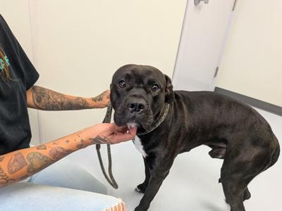 Cane, Mixed Breed, adult, available for adoption