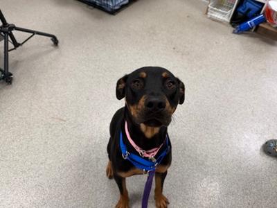 Stoic the Vast, Mixed Breed, young, available for adoption