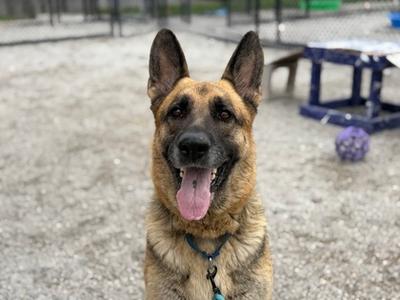 Savannah, Mixed Breed, adult, available for adoption