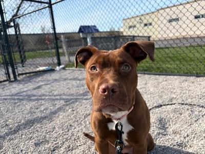 Nugget, Mixed Breed, young, available for adoption