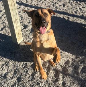 Nala, Mixed Breed, adult, available for adoption