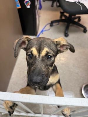 Lola, Mixed Breed, young, available for adoption