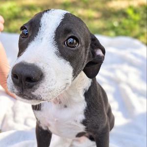 Seth, Mixed Breed, puppy, available for adoption
