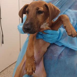 Chunky Monkey, Mixed Breed, puppy, available for adoption