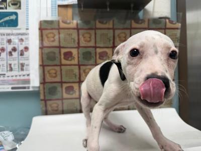 Grasshopper, Mixed Breed, puppy, available for adoption