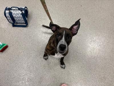 A brown and white dog with floppy ears is looking up at the camera. The dog is on a leash and appears to be in a room with a patterned bag and a green object on the floor.