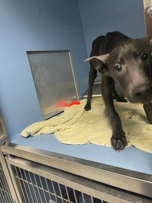 A black dog standing on a yellow towel in a blue room, looking at the camera.