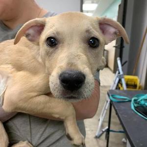 Lindsey, Mixed Breed, puppy, available for adoption