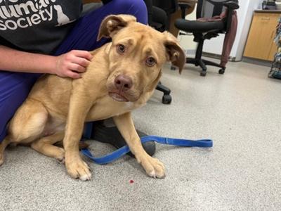 Ava, Mixed Breed, young, available for adoption