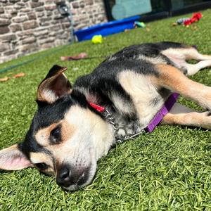Knox, Mixed Breed (Small), senior, available for adoption