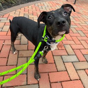 Pippin, Mixed Breed (Medium), adult, available for adoption