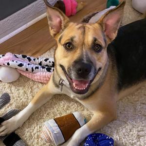 Gwen, Mixed Breed (Medium), adult, available for adoption