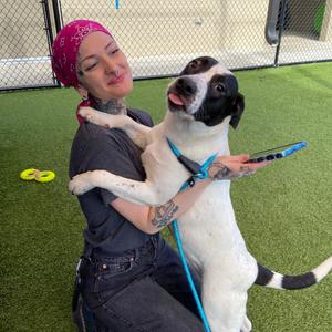 Gemma, Mixed Breed (Medium), young, available for adoption