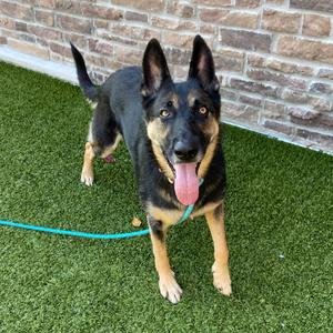 Ava, Shepherd, German, adult, available for adoption