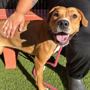 Isabella, Mixed Breed (Medium), adult, available for adoption