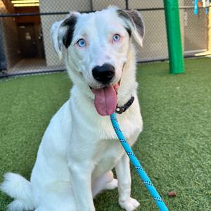 Bella, Mixed Breed (Medium), young, available for adoption