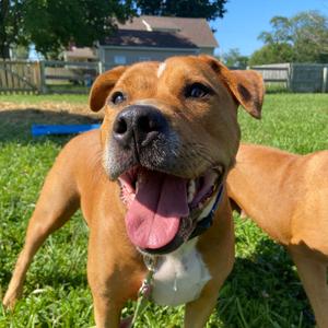 Jerry, Mixed Breed (Large), adult, available for adoption