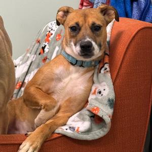 Alma, Mixed Breed (Medium), adult, available for adoption