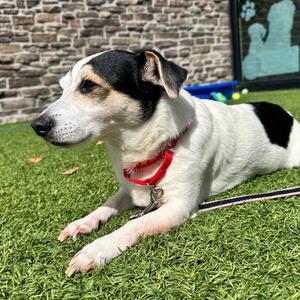 Bernie, Mixed Breed (Small), senior, available for adoption