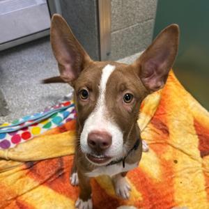 Gomez, Mixed Breed (Medium), young, available for adoption