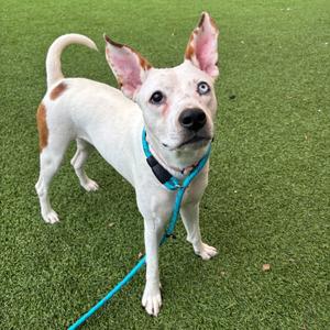 Charlotte, Mixed Breed (Medium), adult, available for adoption