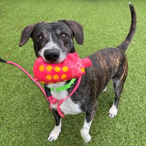 Rocko, Mixed Breed (Large), adult, available for adoption